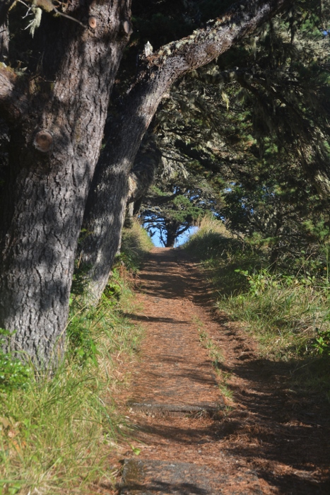 a path among trees and shrubs